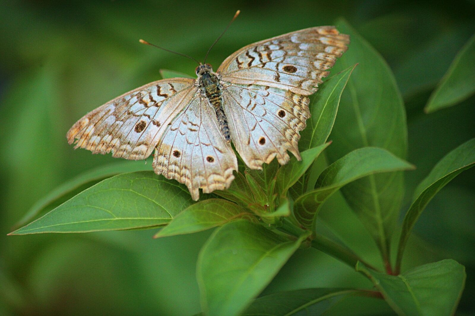 Canon EOS 550D (EOS Rebel T2i / EOS Kiss X4) sample photo. Butterfly, blue, insect photography