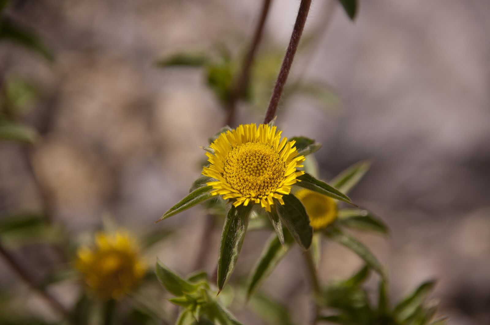 Nikon D50 sample photo. Flower, blossom, nature photography