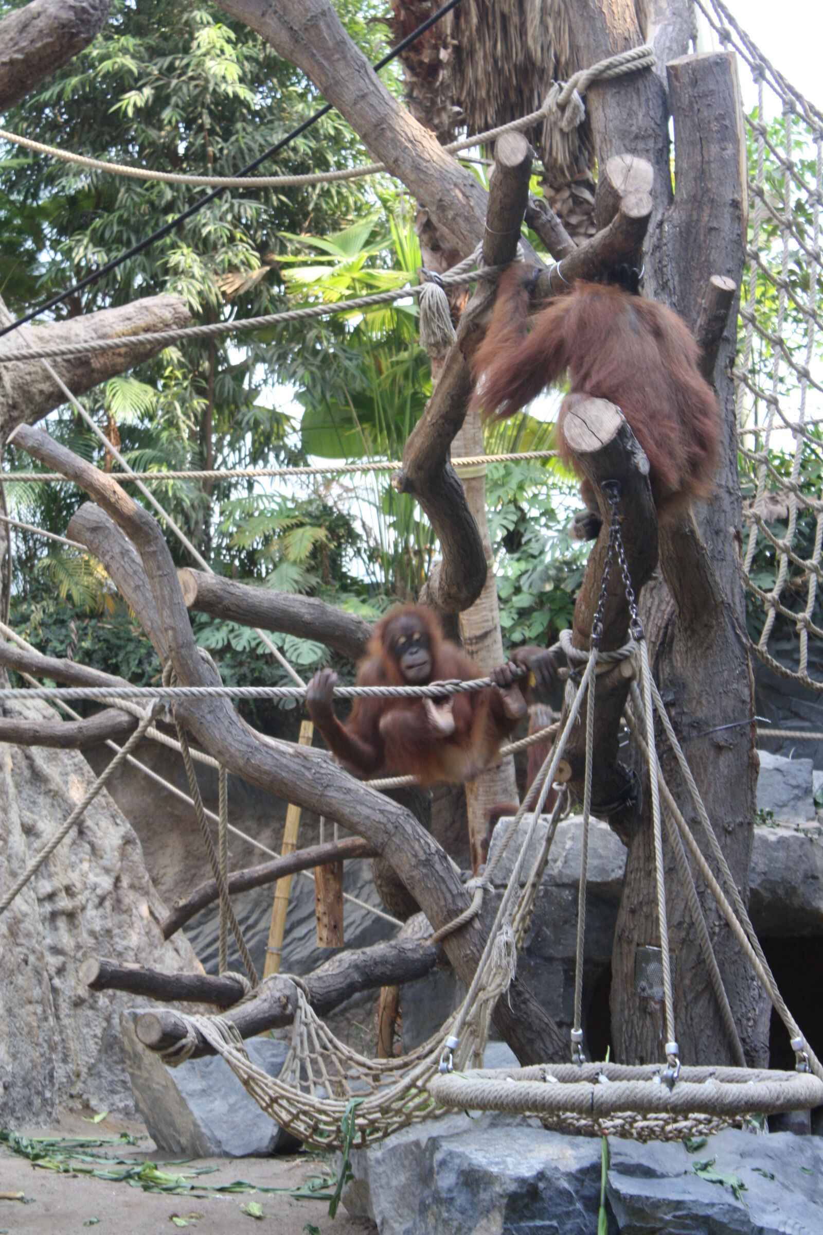 Canon EOS 1000D (EOS Digital Rebel XS / EOS Kiss F) sample photo. Monkey, orangutan, zoo photography