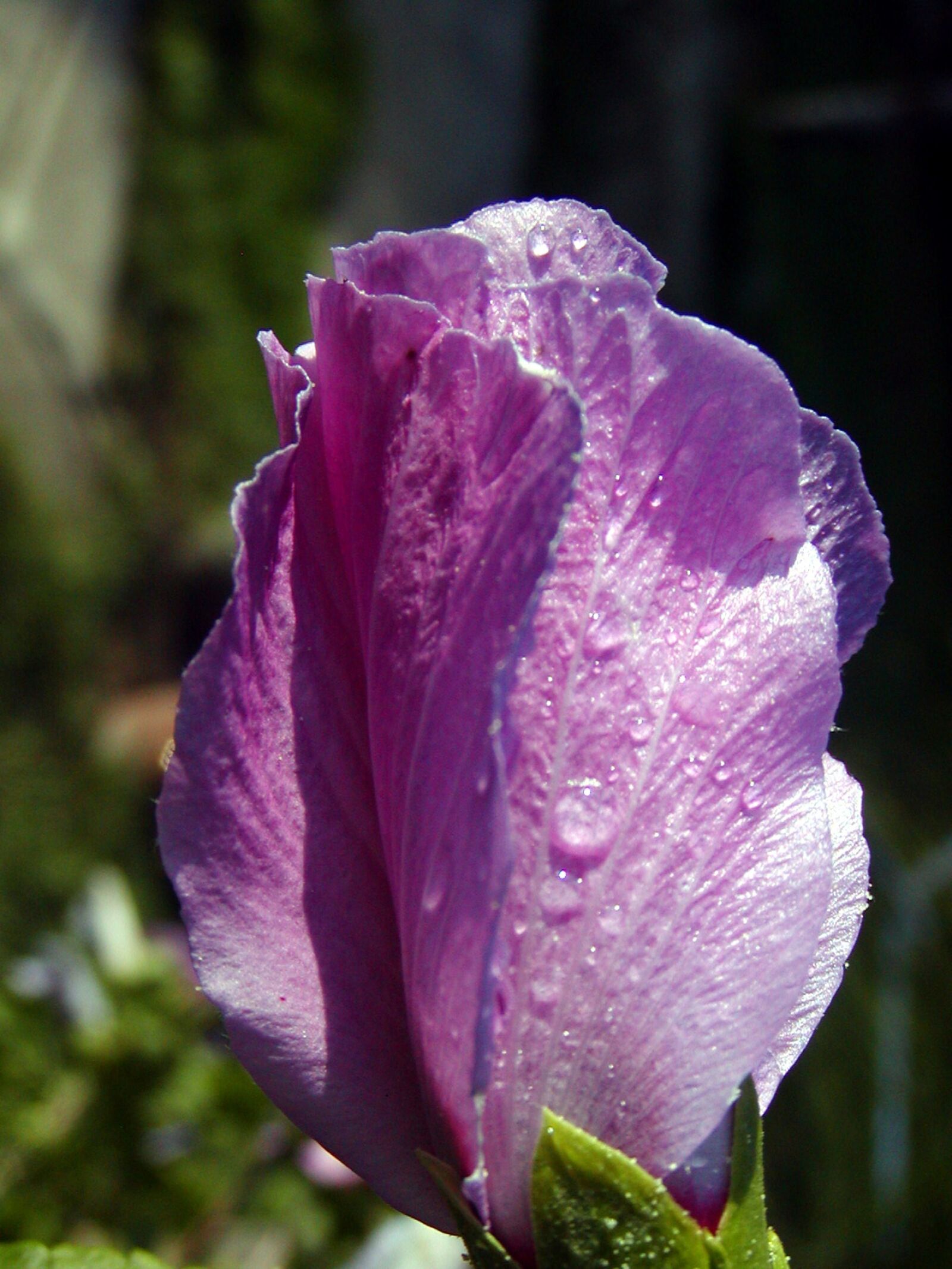 Olympus C700UZ sample photo. Flower, morning, dew photography