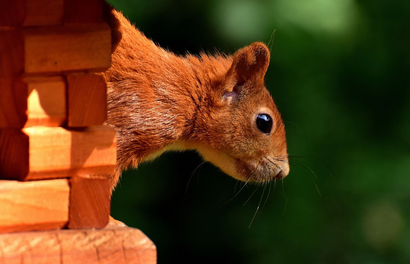 Nikon D7200 sample photo. Squirrel, nager, garden photography
