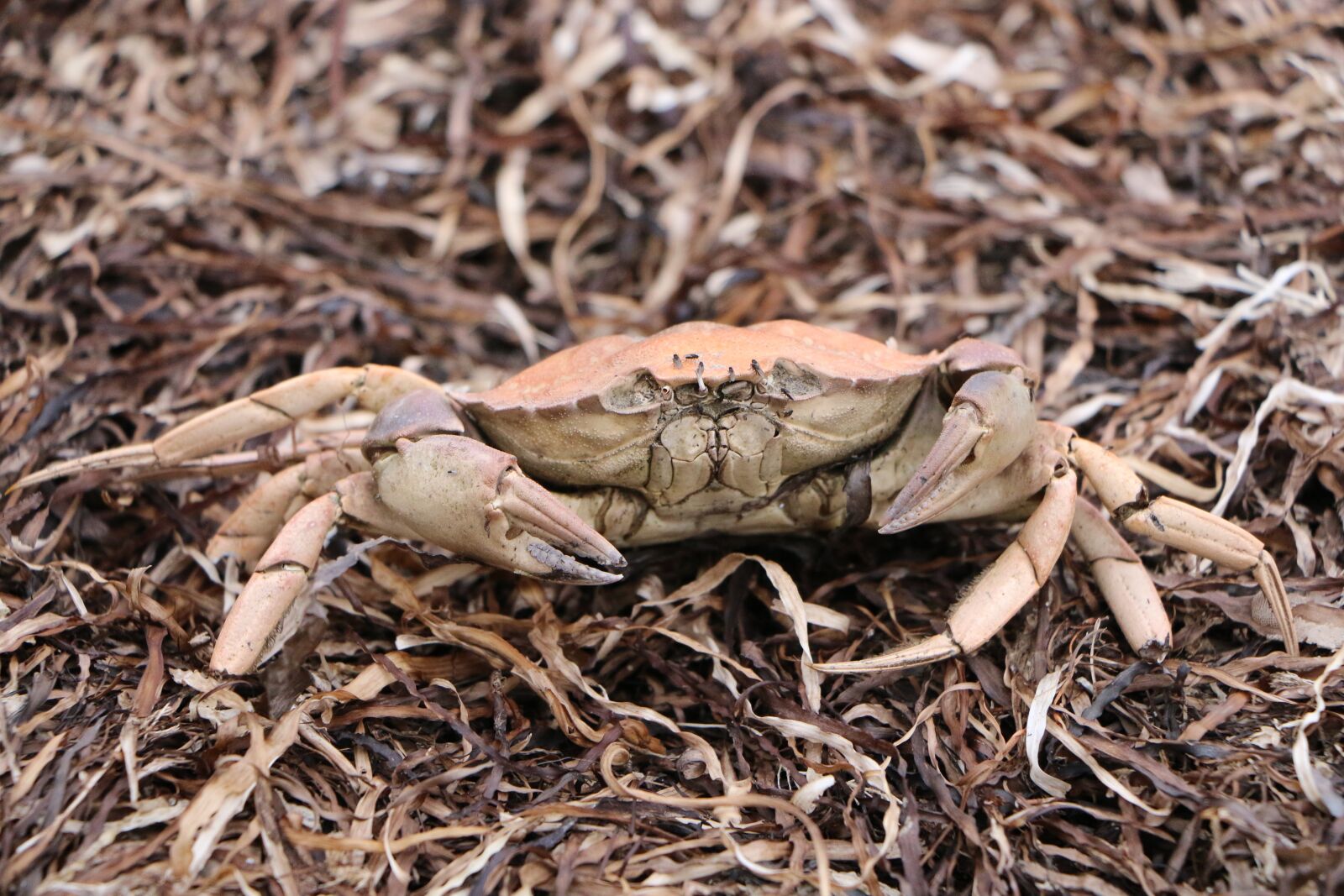 Canon EOS 70D sample photo. Crab, dead, beach photography