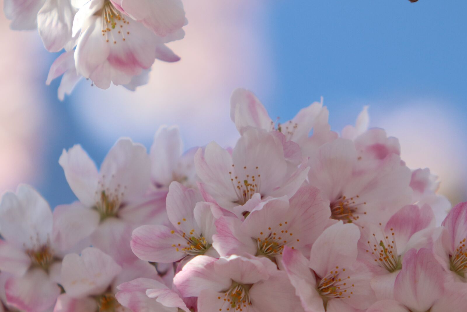 Canon EF 70-200mm F2.8L USM sample photo. Cherry blossom, spring, flowers photography