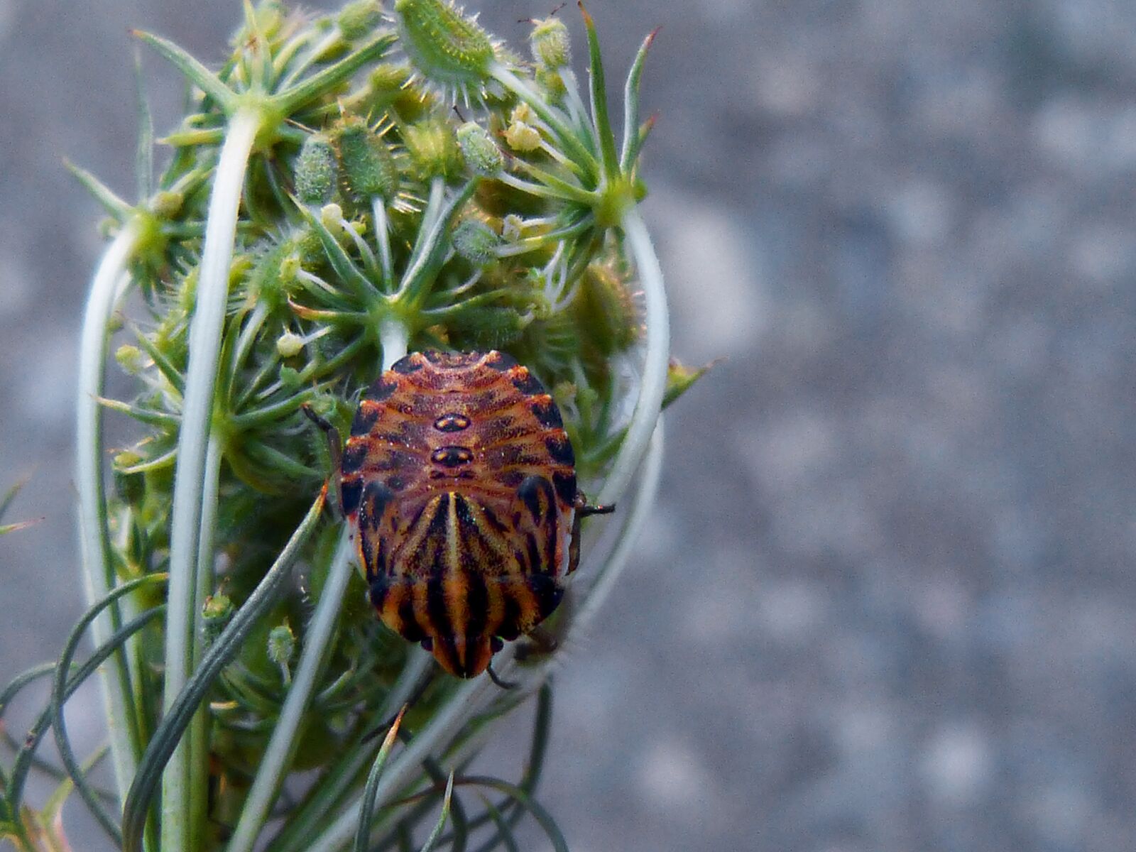 Panasonic DMC-FZ62 sample photo. Orange beetle, flower, eyes photography