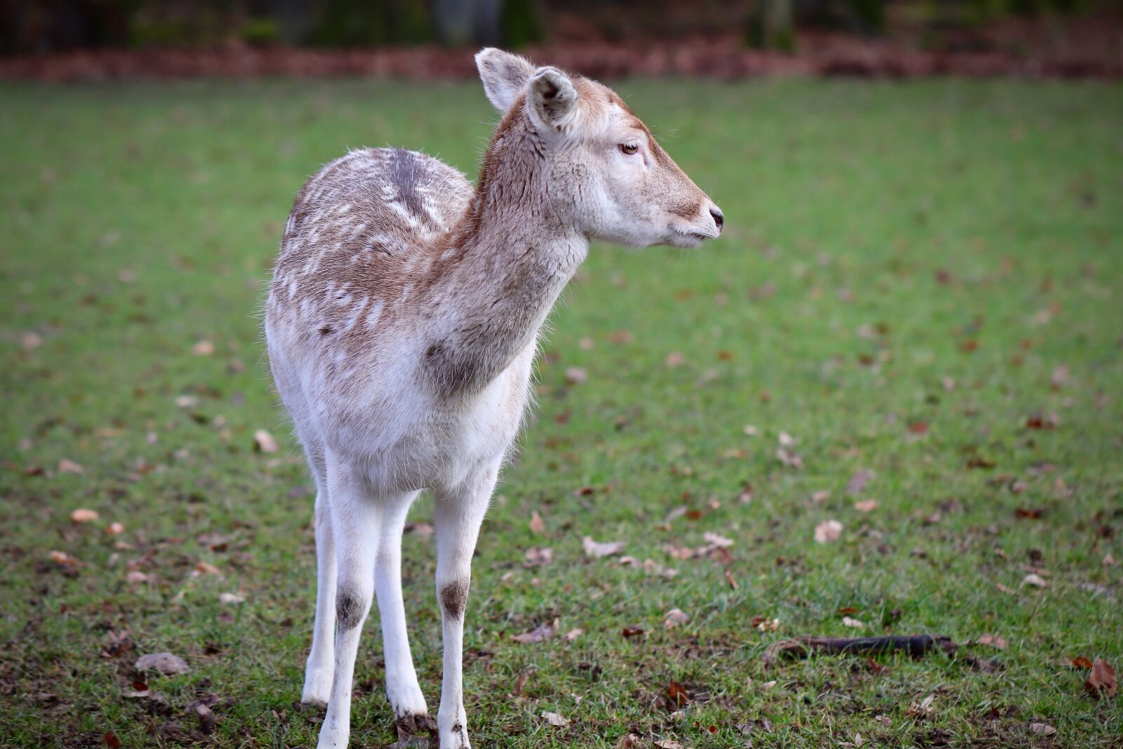 Canon EOS 800D (EOS Rebel T7i / EOS Kiss X9i) sample photo. Fallow deer, ricke, roe photography