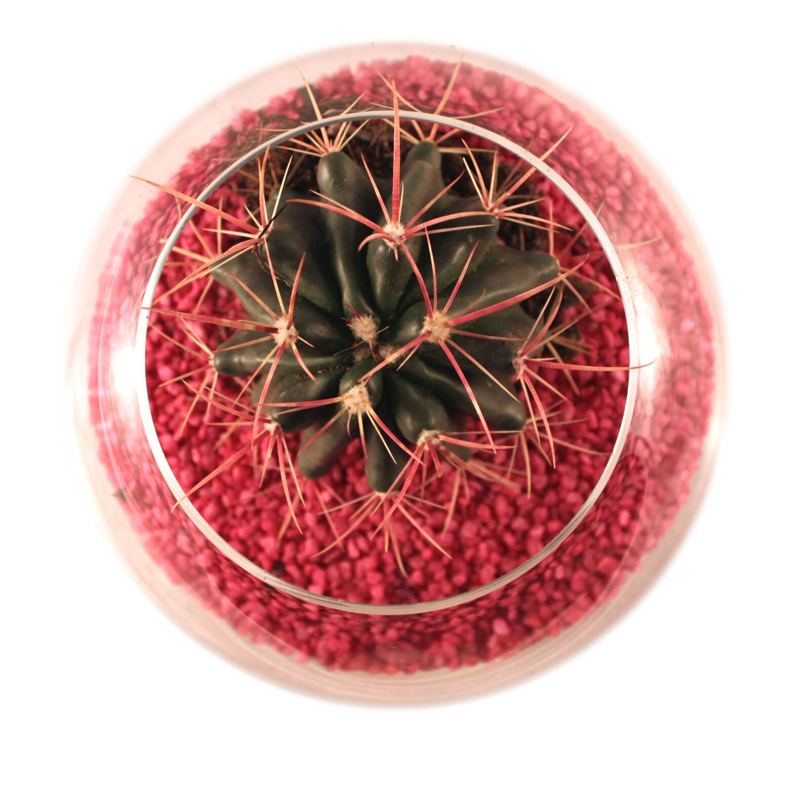 Canon EOS 500D (EOS Rebel T1i / EOS Kiss X3) sample photo. Cactus, isolated, plant photography