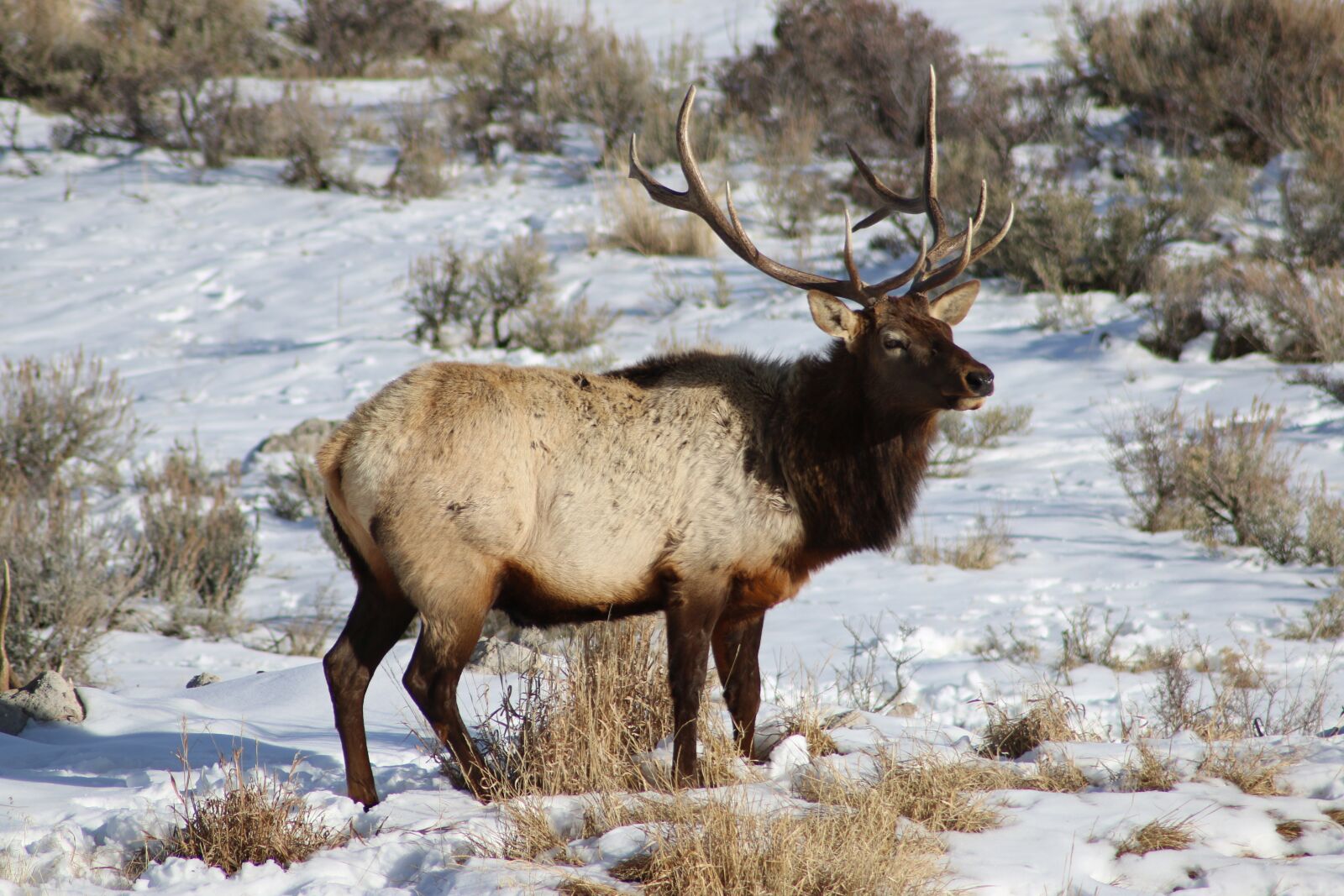Canon EOS 70D sample photo. Wildlife, elk, bull photography