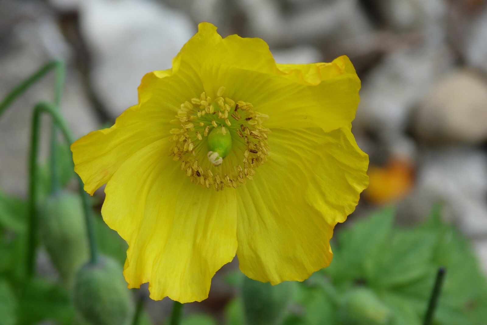 Panasonic Lumix DMC-FZ40 (Lumix DMC-FZ45) sample photo. Flower, yellow, poppy photography