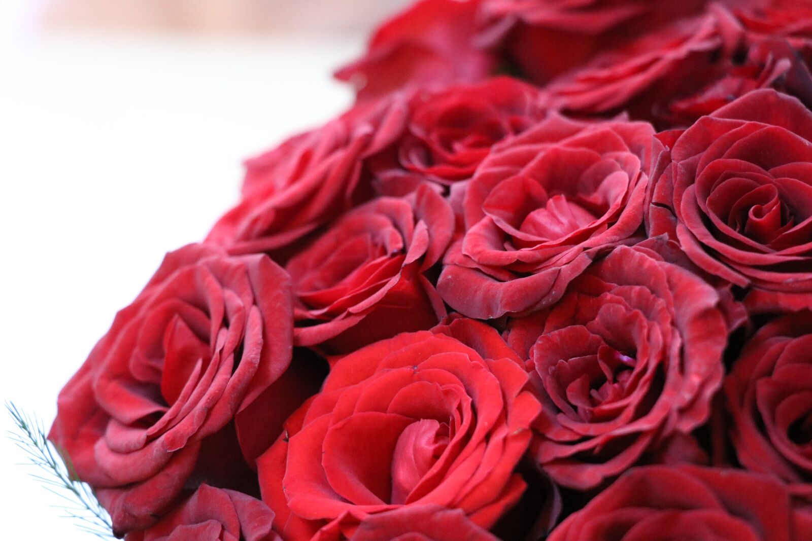 Canon EOS 750D (EOS Rebel T6i / EOS Kiss X8i) sample photo. Rose, flower, garden photography