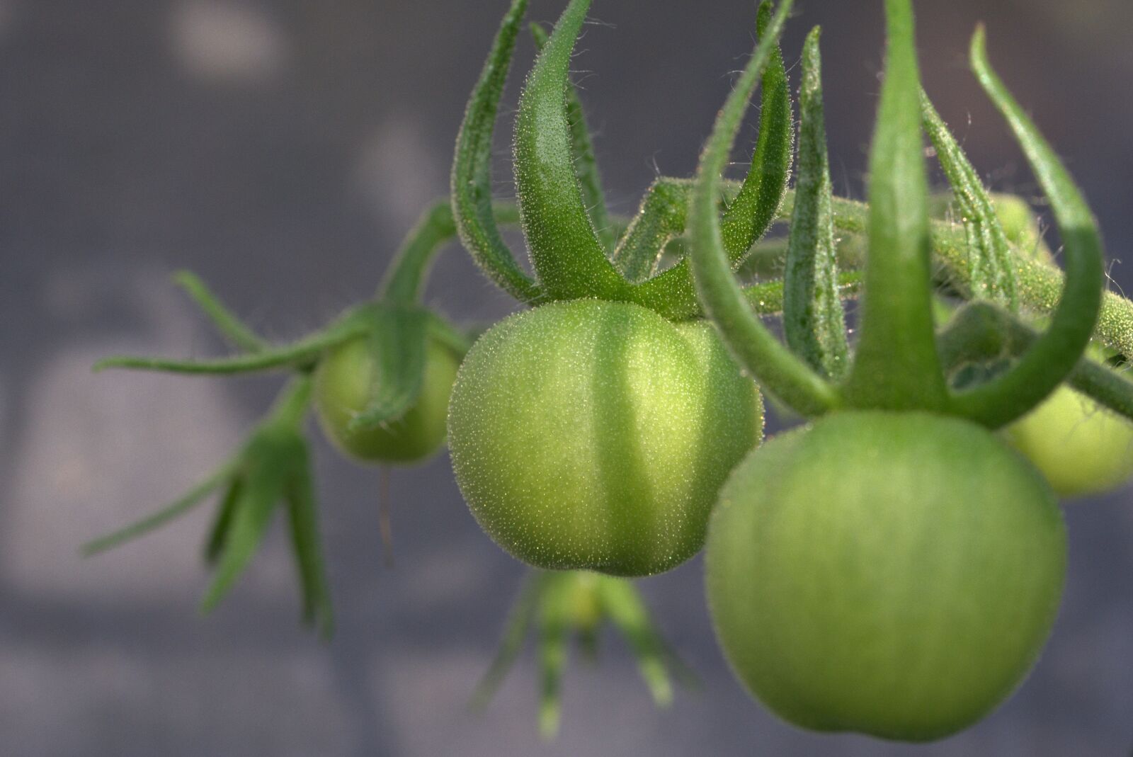 Nikon D5200 sample photo. Tomato, vegetables, nachtschattengewächs photography