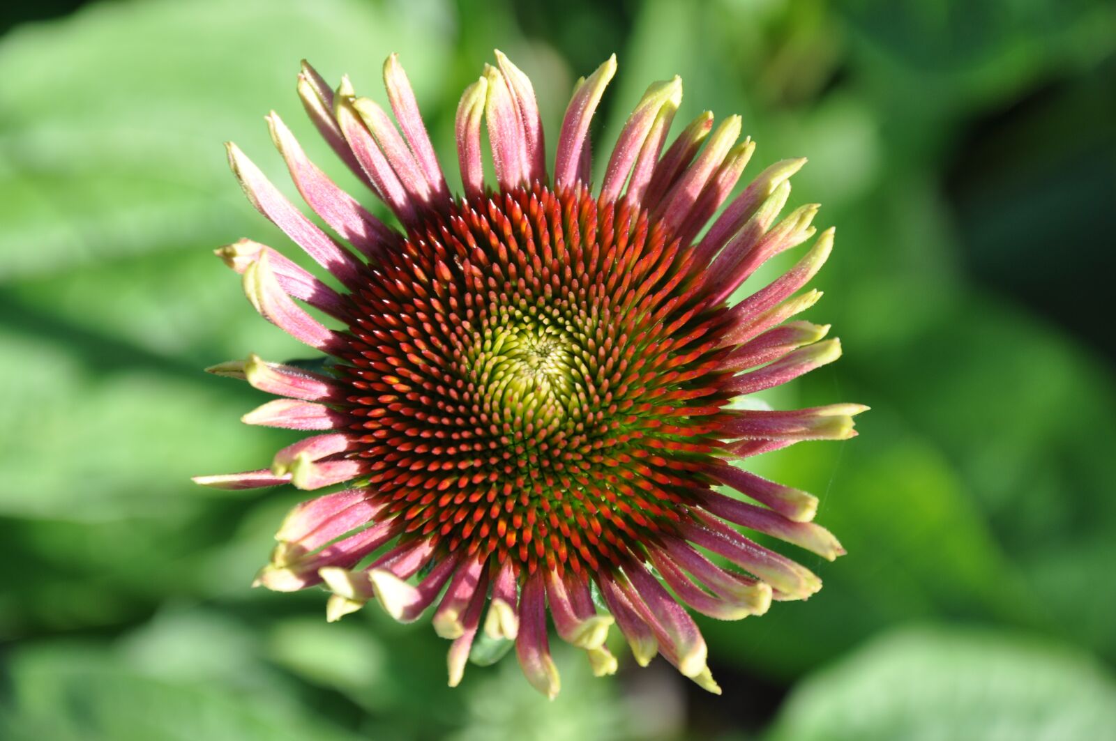 Nikon D90 sample photo. Flower, zinnia, blossom photography