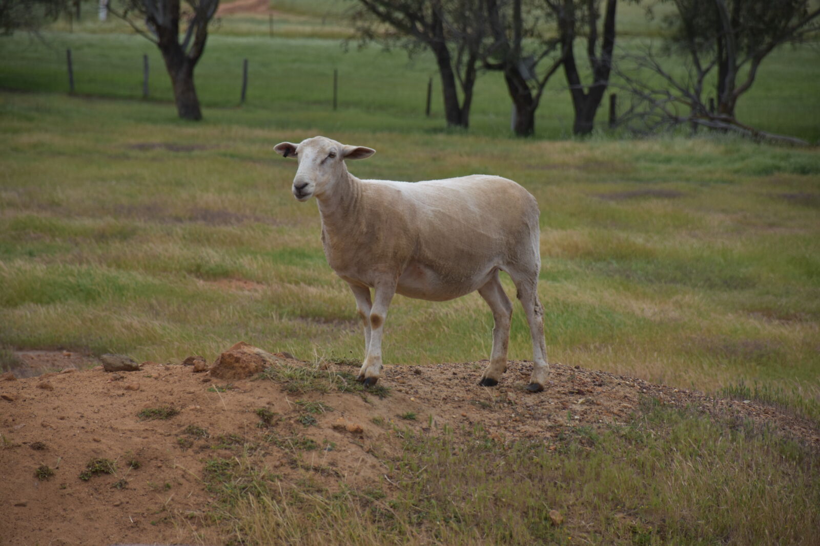 Nikon D7200 sample photo. Animal, farm, sheep photography