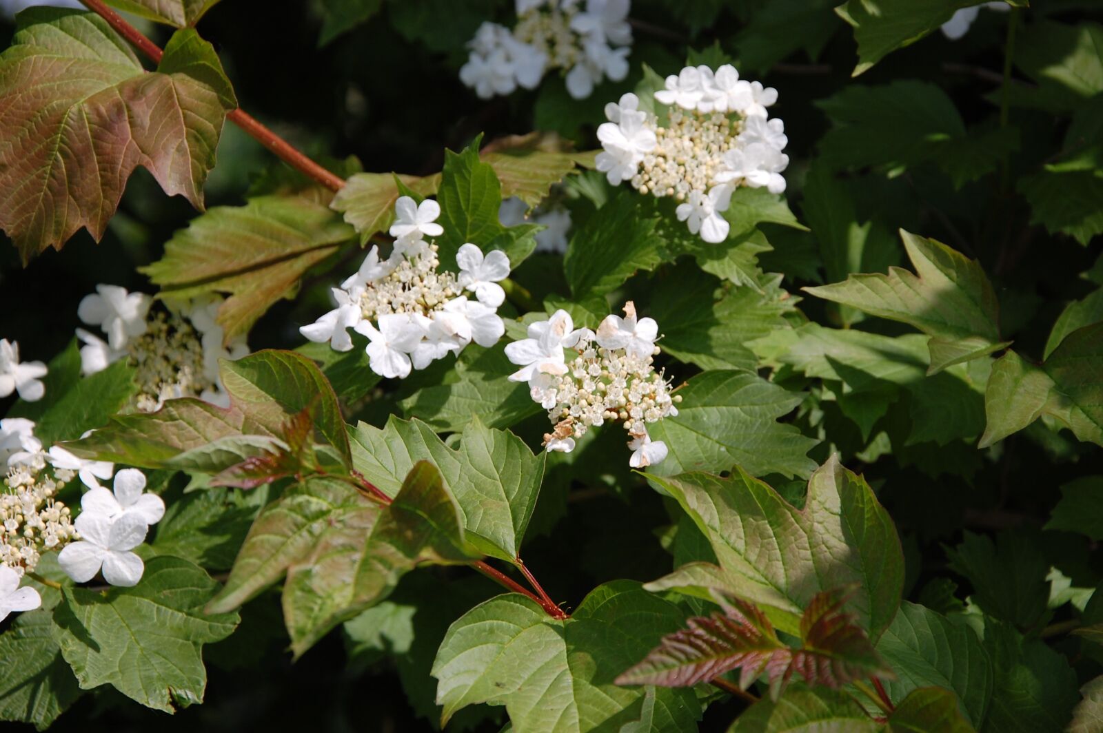 Nikon D40 sample photo. White, flower, sheet photography