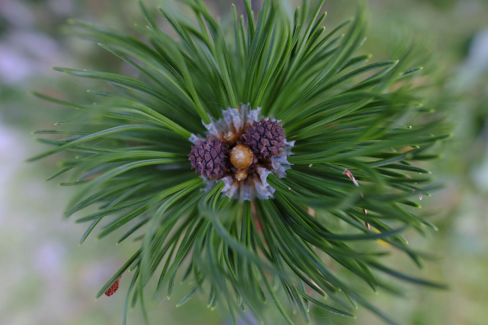 Fujifilm X-T2 sample photo. Pine, pine flower, blossom photography