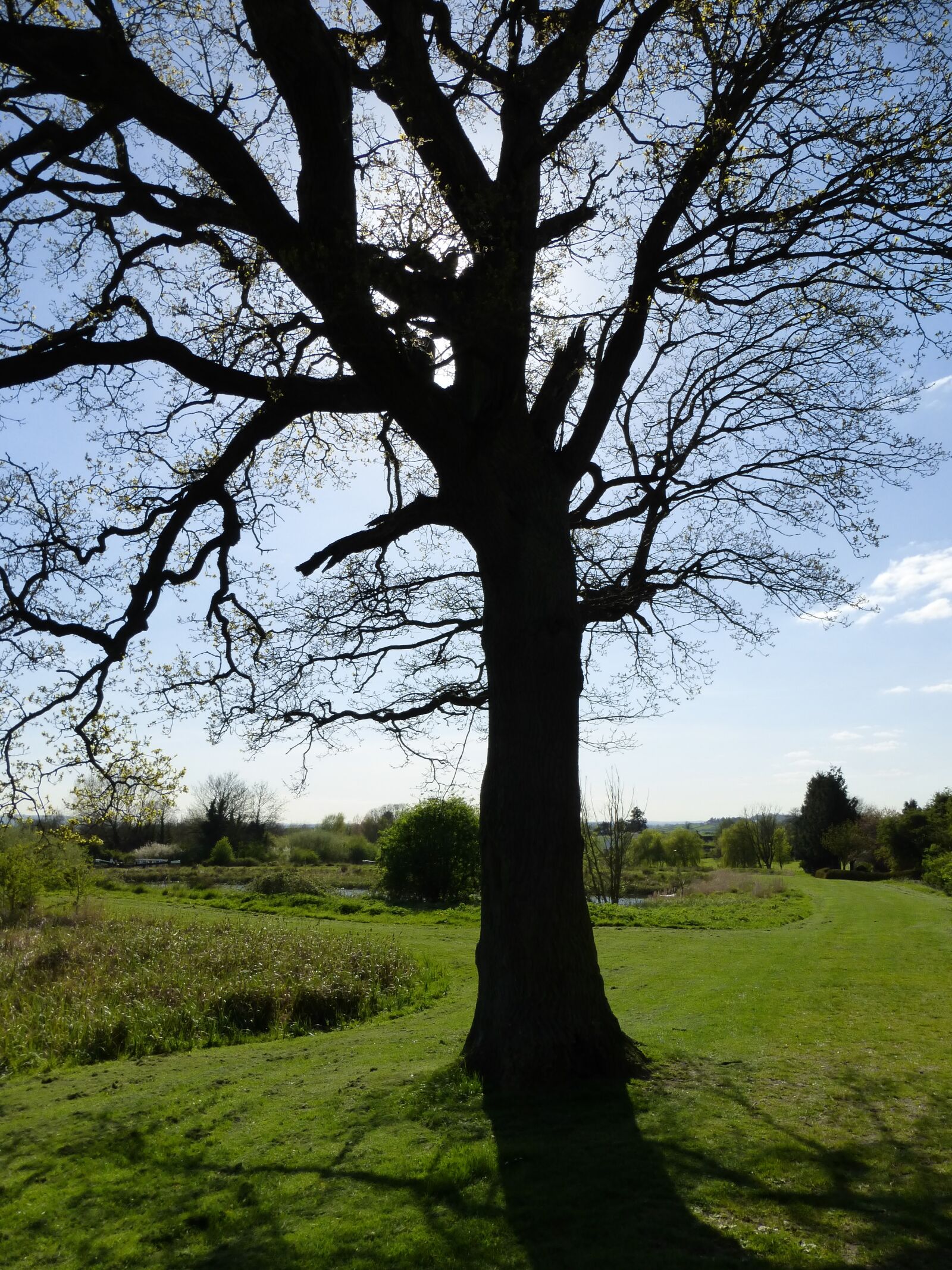 Panasonic Lumix DMC-ZS25 (Lumix DMC-TZ35) sample photo. Tree, nature, silhouette photography