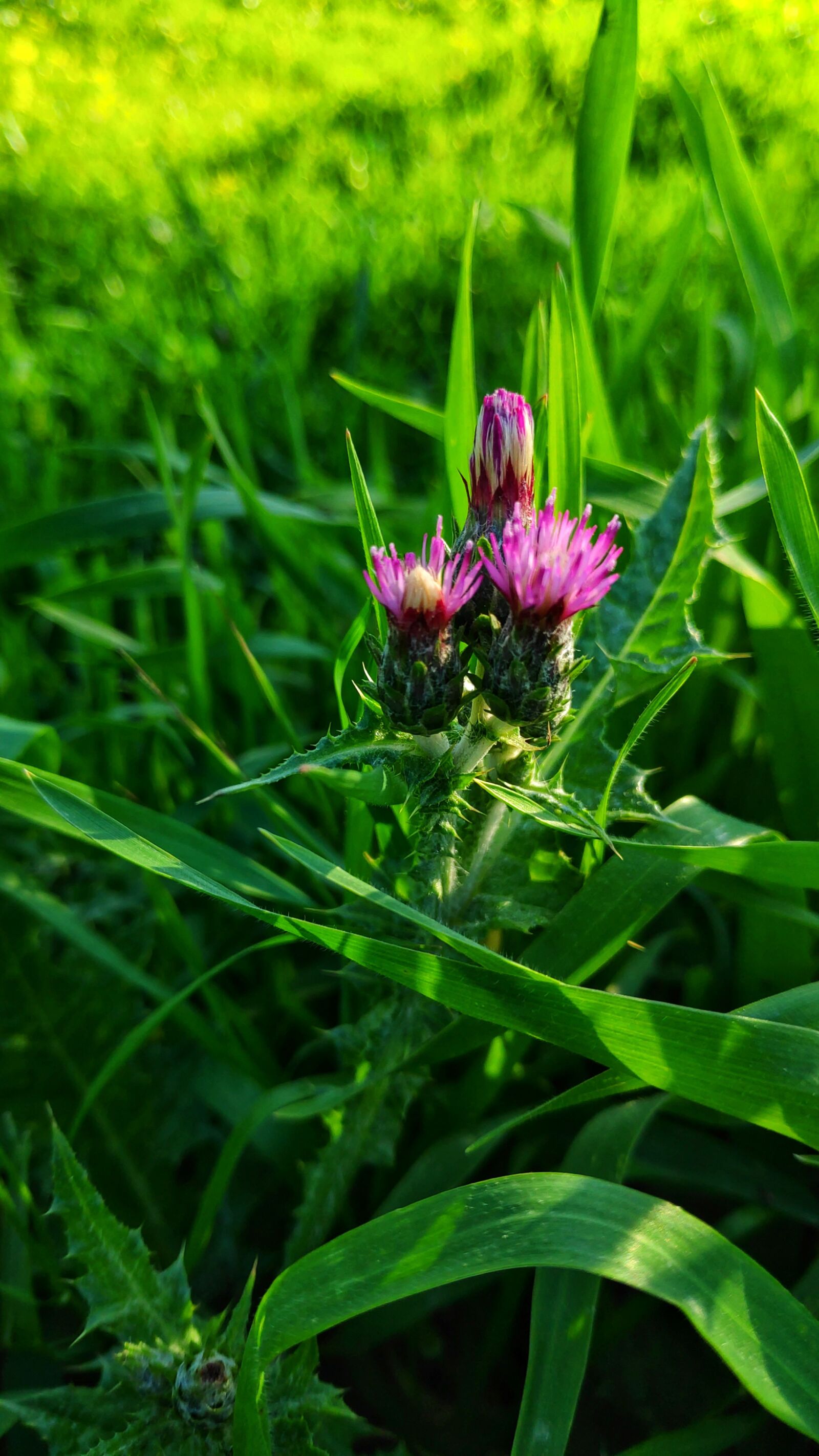 Xiaomi POCO F1 sample photo. Flower, spring, rose photography