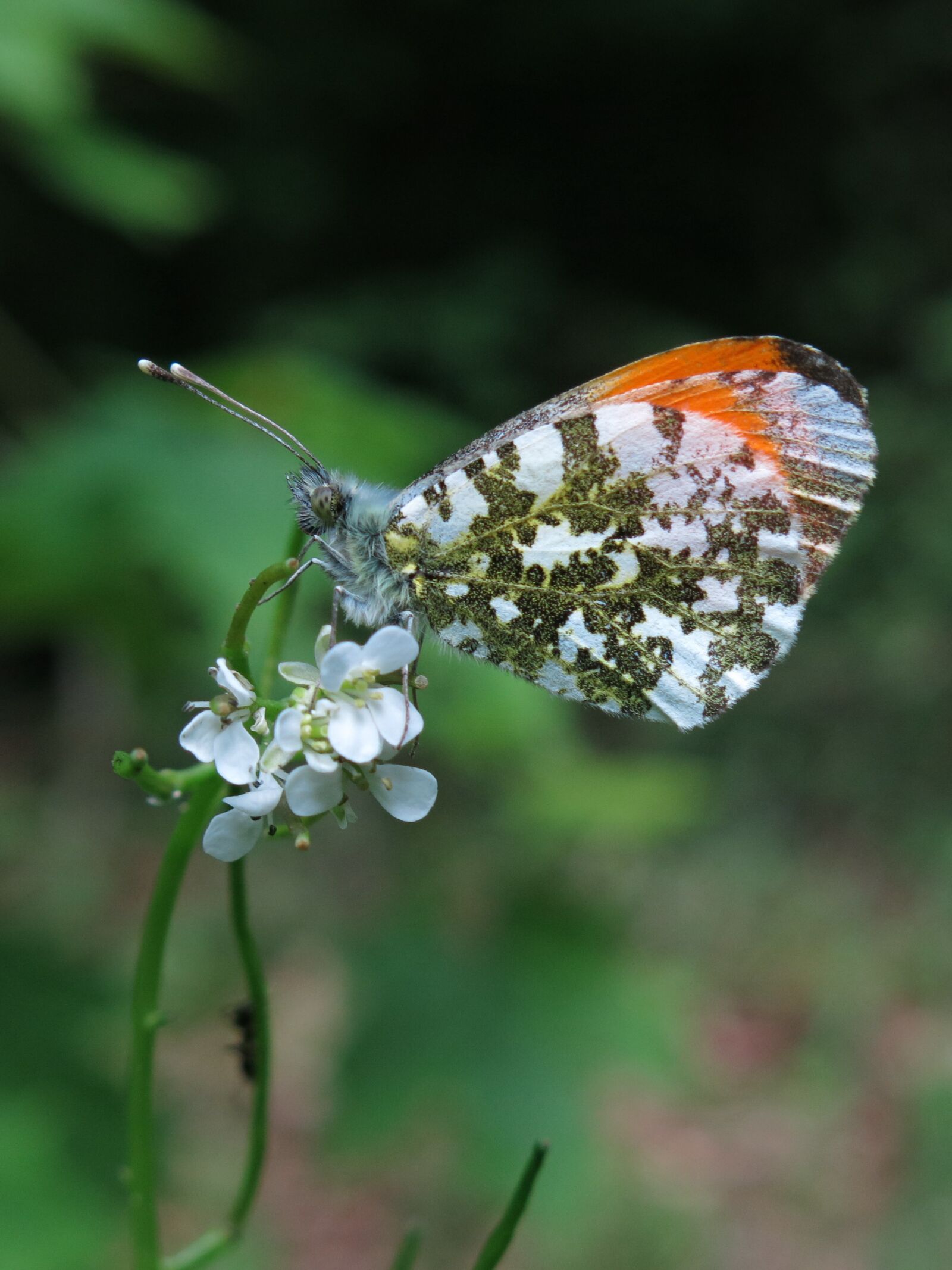 Canon PowerShot G15 sample photo. Butterfly, aurora butterfly, insect photography