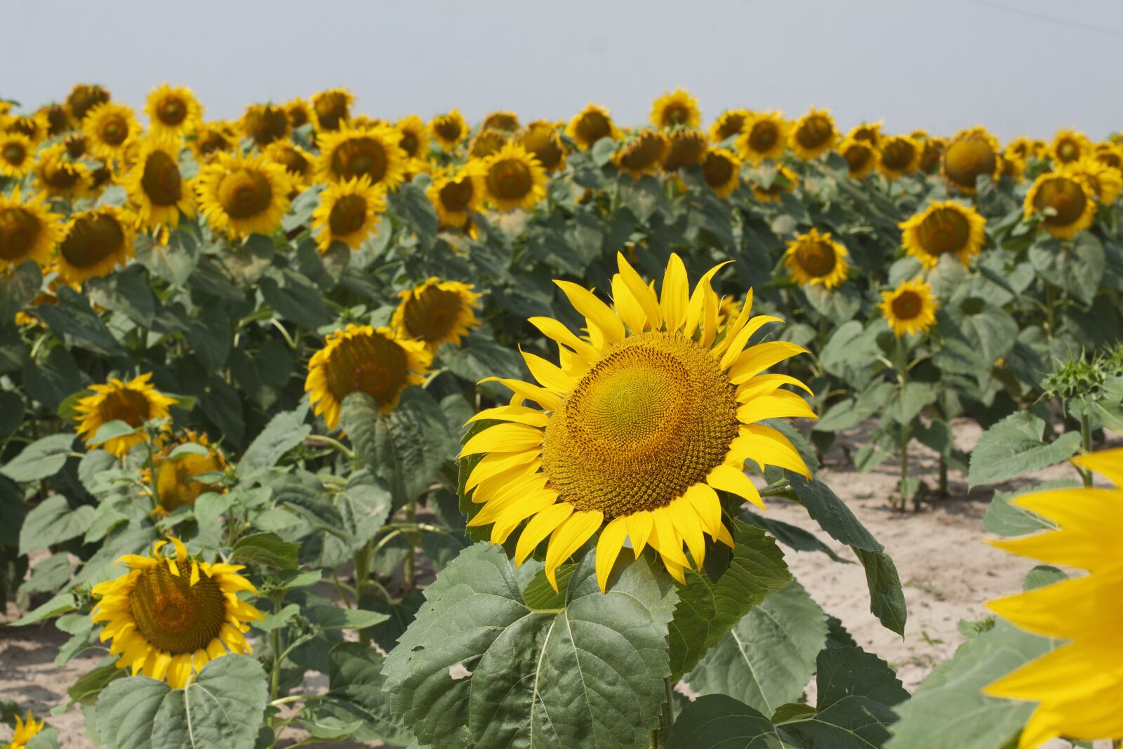 Canon EOS 50D + Canon EF 50mm F1.4 USM sample photo. Sunflower, field, summer photography