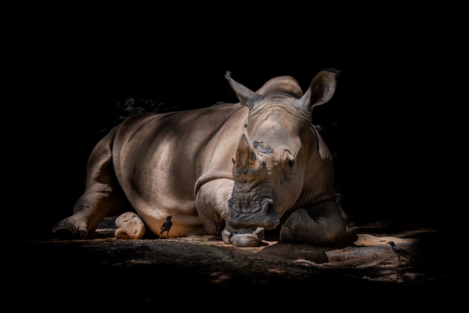 Nikon D500 sample photo. Rhino, shadows, silhouette photography