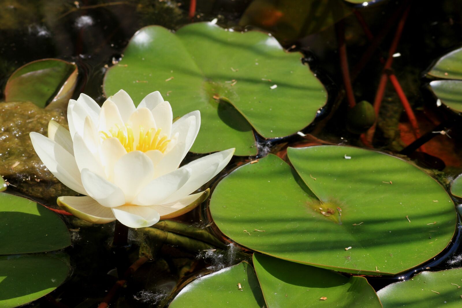 Canon EOS 7D sample photo. Lotus, aquatic plant, lotus photography