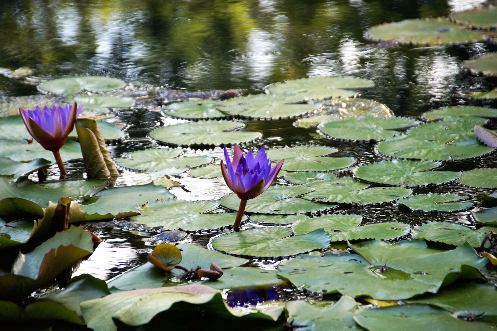 Sony SLT-A58 sample photo. Waterlily, water flower, plant photography