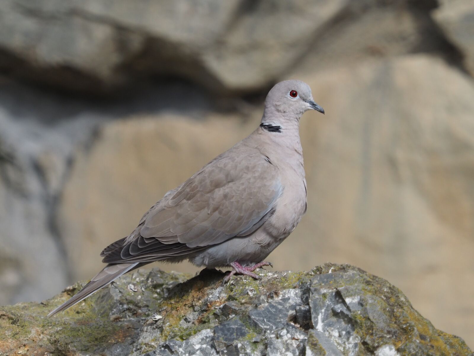 Olympus OM-D E-M1 Mark II sample photo. Pigeon, bird, animal photography