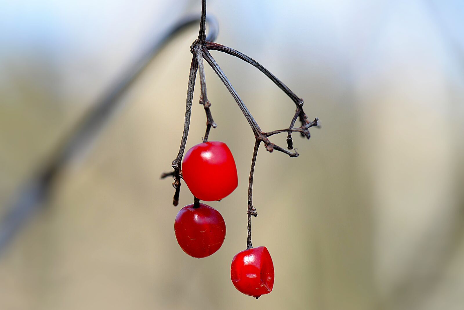 Nikon D610 sample photo. Honeysuckle, autumn, shrub plant photography