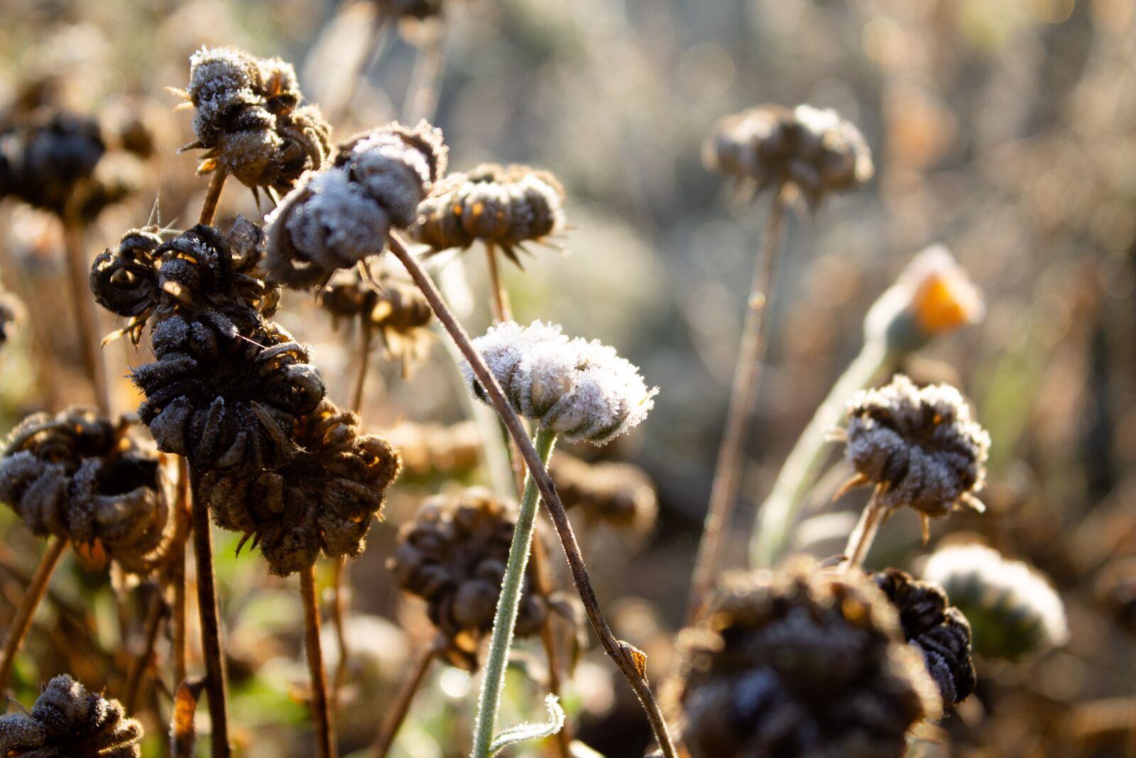 Canon EOS 1100D (EOS Rebel T3 / EOS Kiss X50) sample photo. Frost, autumn, plant photography