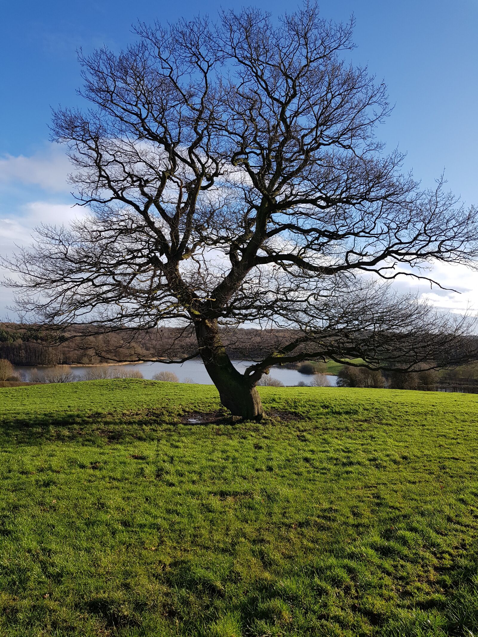 Samsung Galaxy S8 sample photo. Tree, countryside, landscape photography
