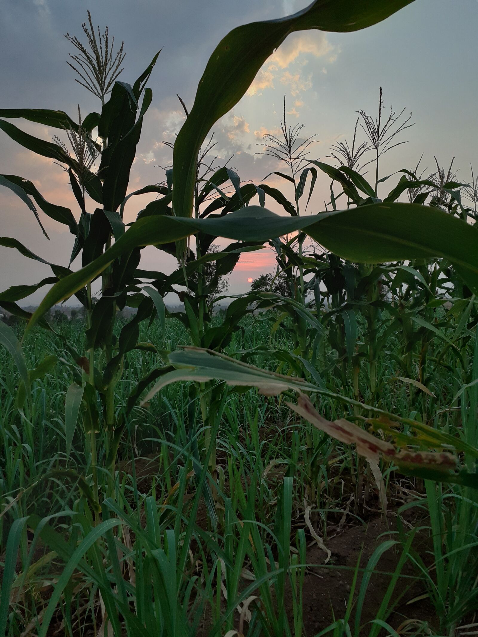 Samsung SM-M205F sample photo. Corn, farm, agriculture photography