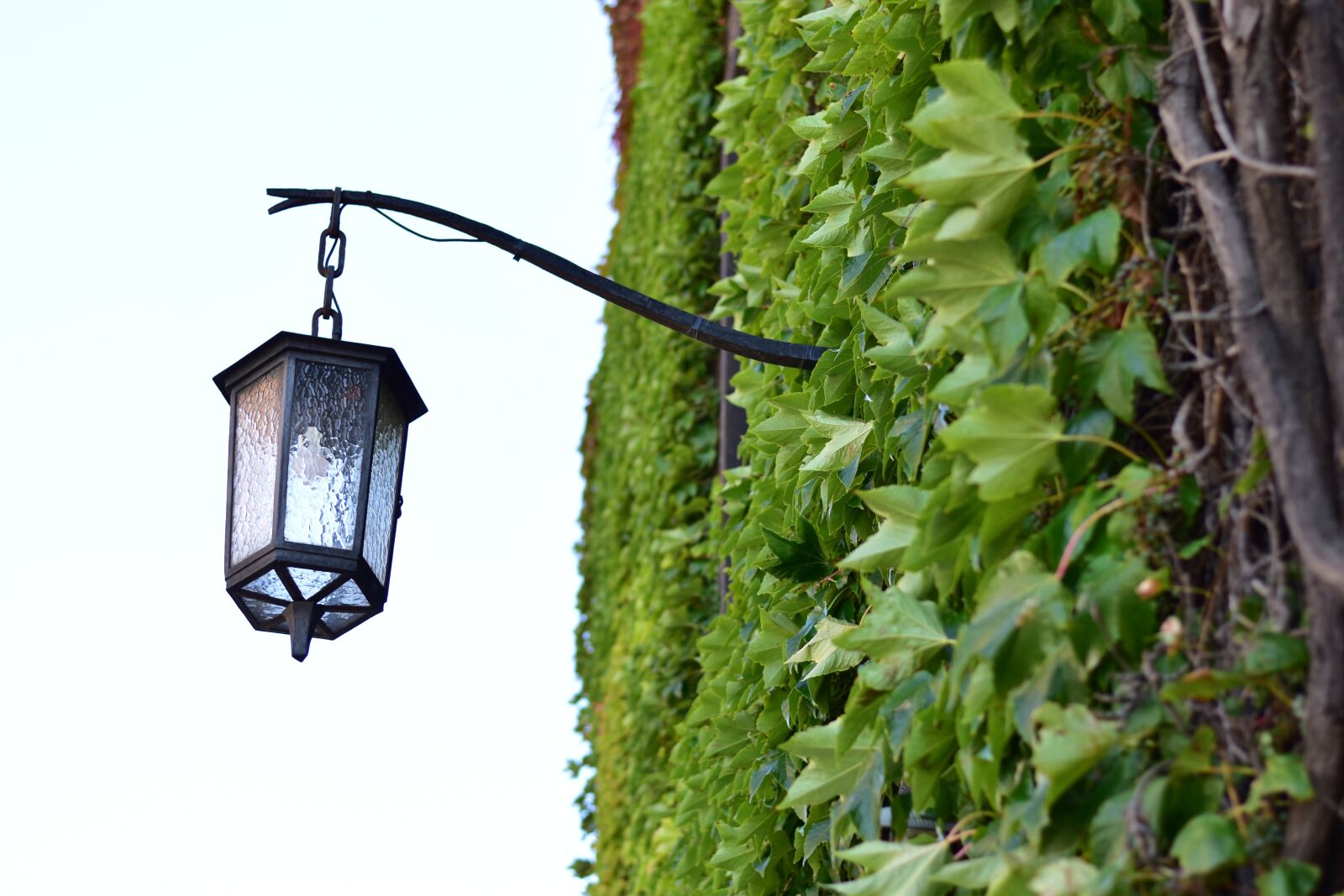 Nikon D3500 sample photo. Lamp, green, bulb photography