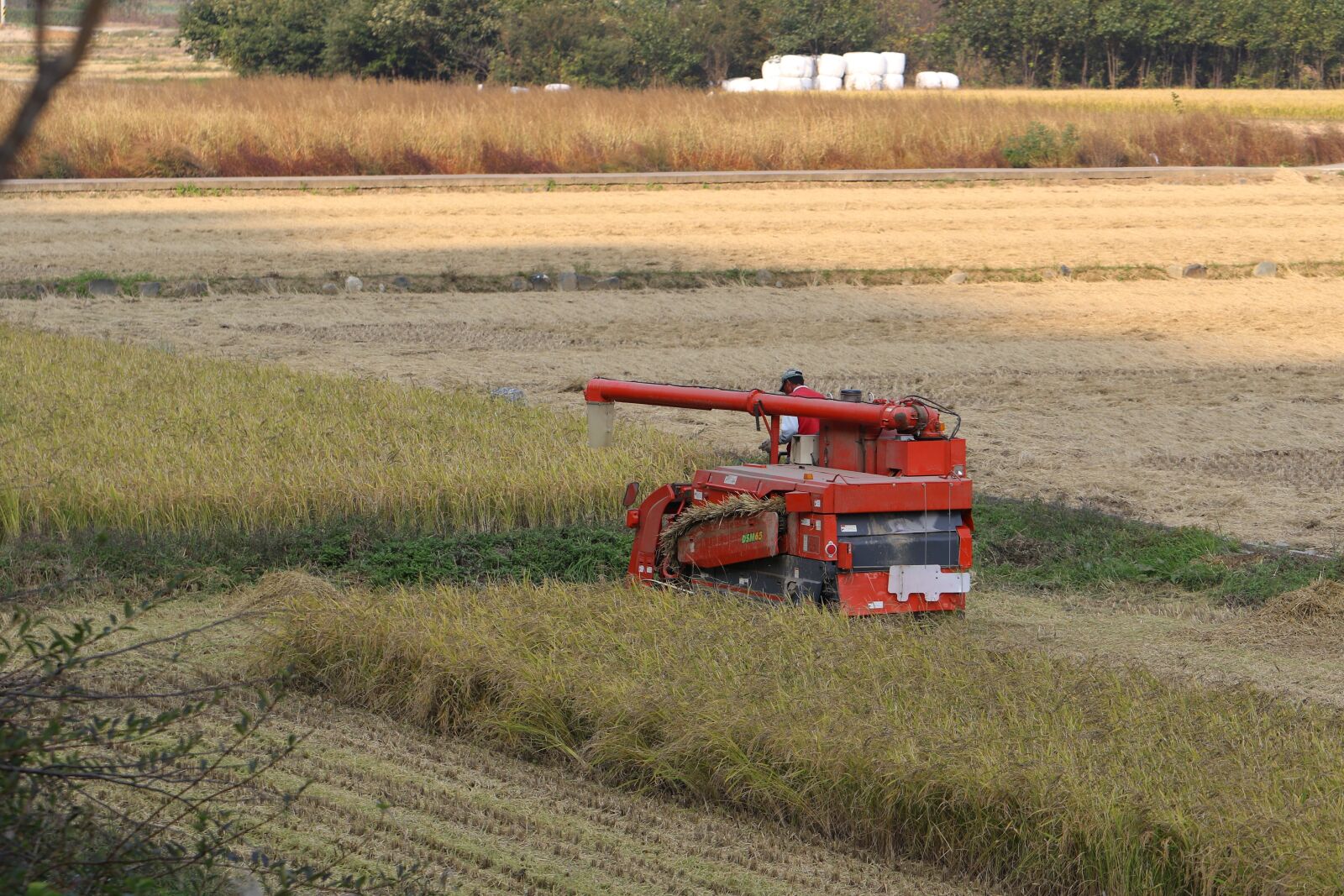 Canon EOS 7D Mark II sample photo. Harvest, autumn, rice paddies photography