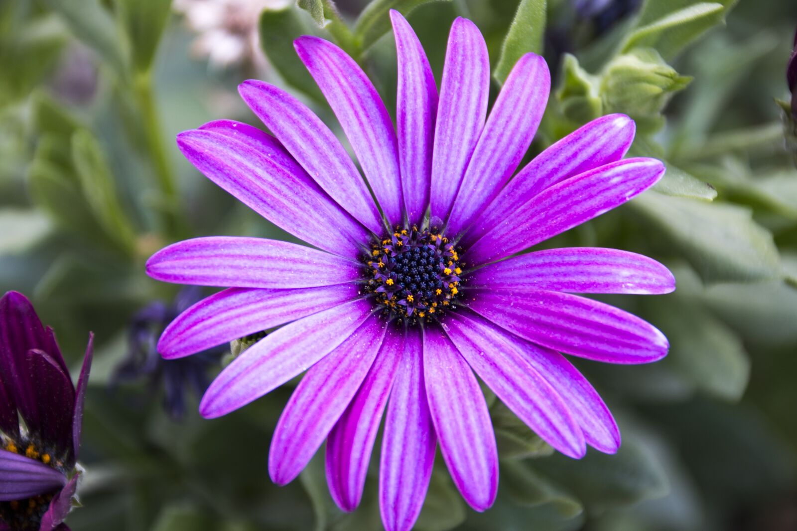Canon EOS 70D sample photo. Daisy, flower, flowers photography
