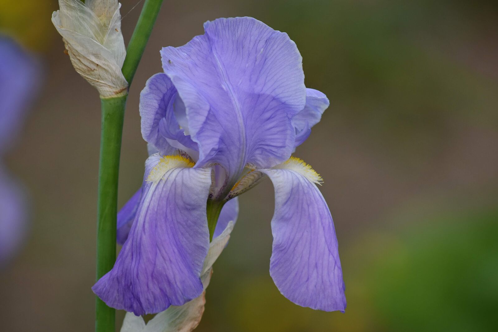 Nikon D5500 sample photo. Horticulture, iris, macro, pollen photography
