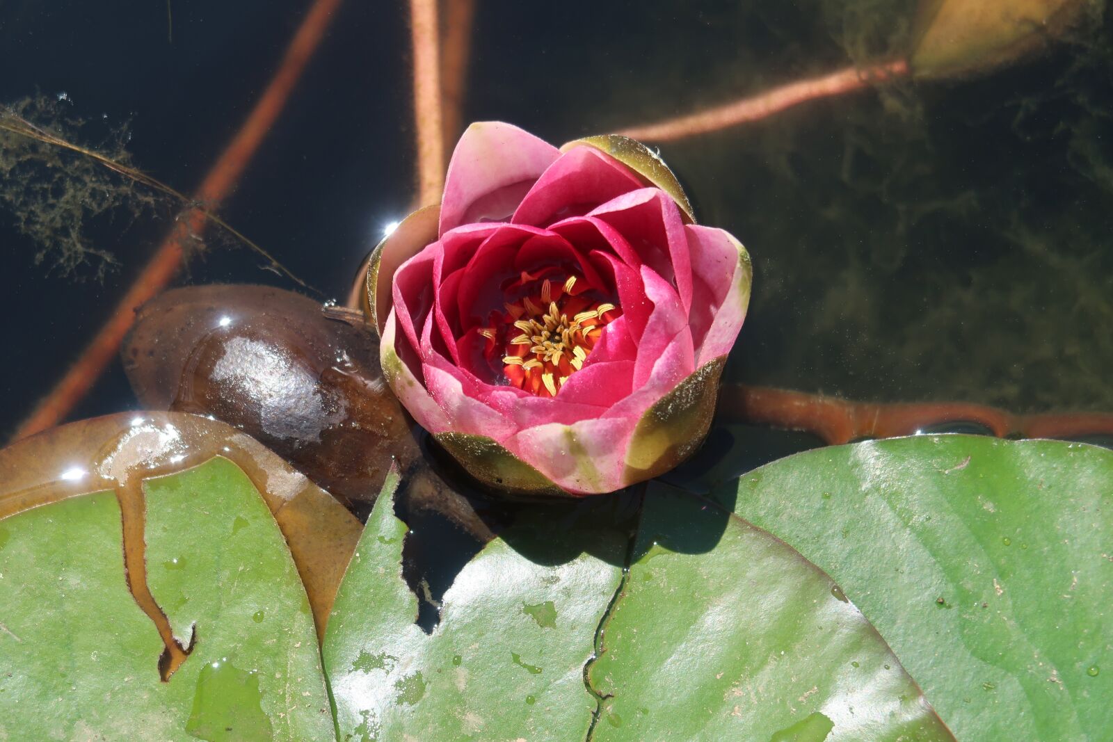 Canon PowerShot G7 X Mark II sample photo. Flower, huelva, rabida photography