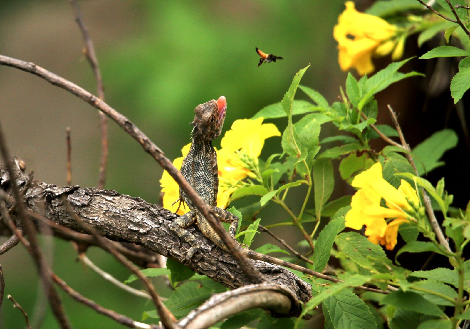 Canon EOS-1D X sample photo