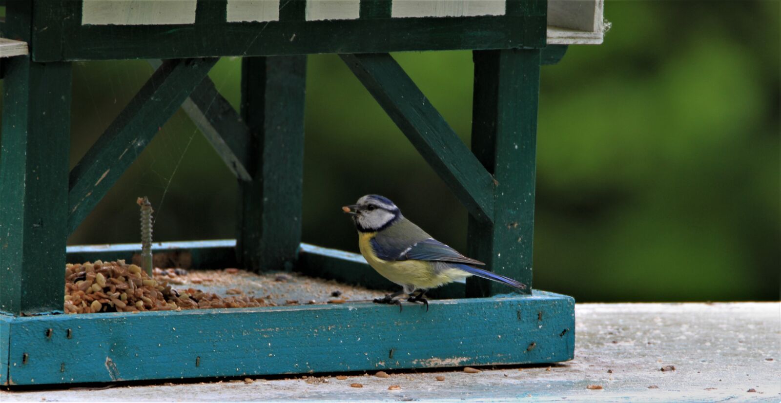 Tamron SP 150-600mm F5-6.3 Di VC USD sample photo. Blue tit, tit, songbird photography