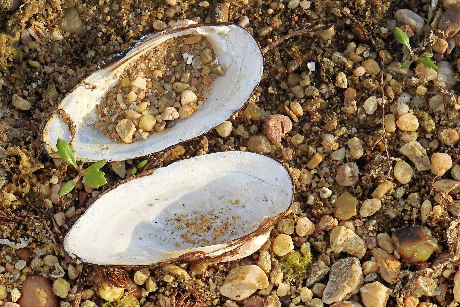 Nikon Coolpix P900 sample photo. Shell, river shell, riverside photography