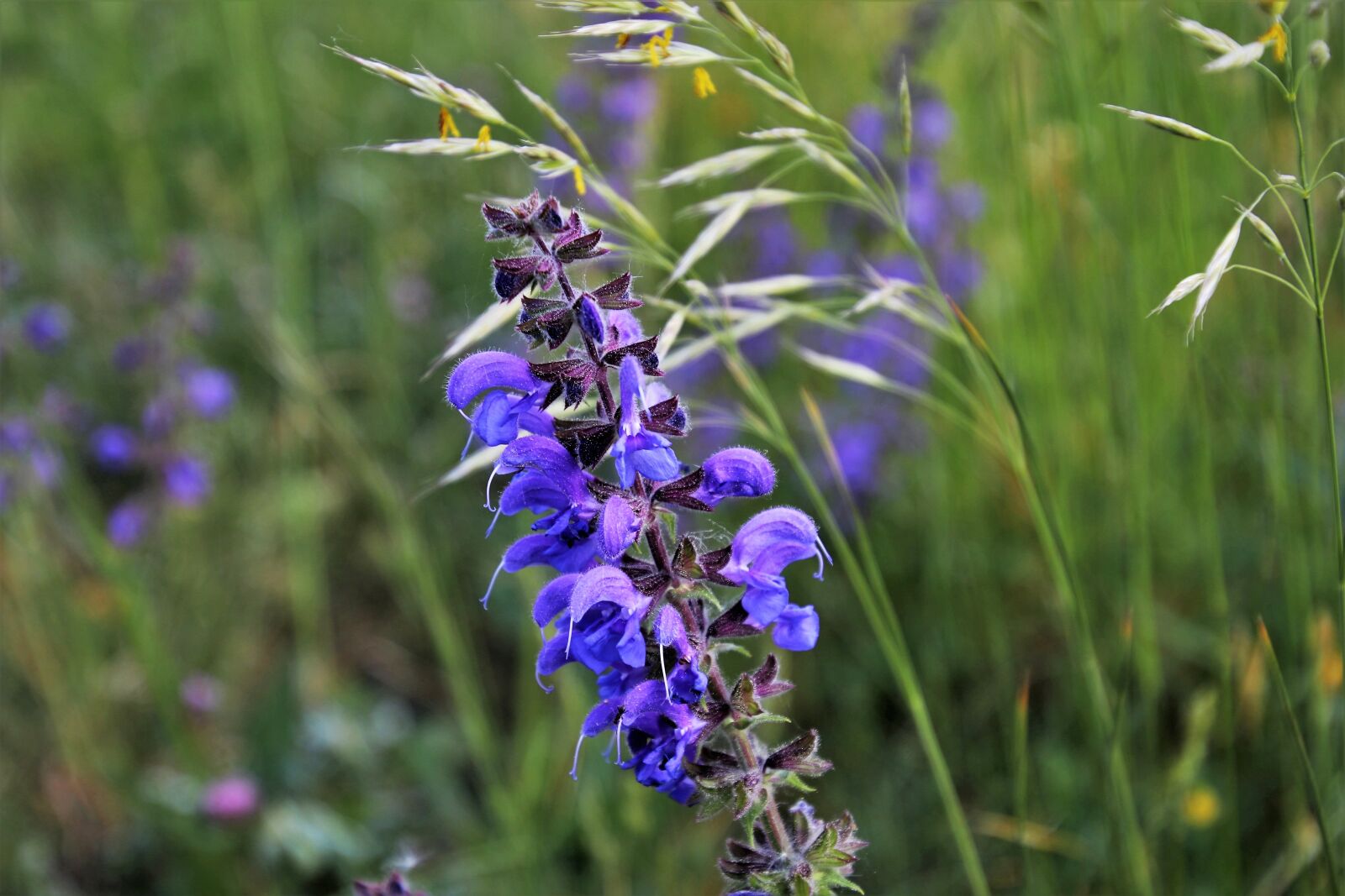 Canon EOS 80D sample photo. Meadow, plant, meadow flowerbed photography