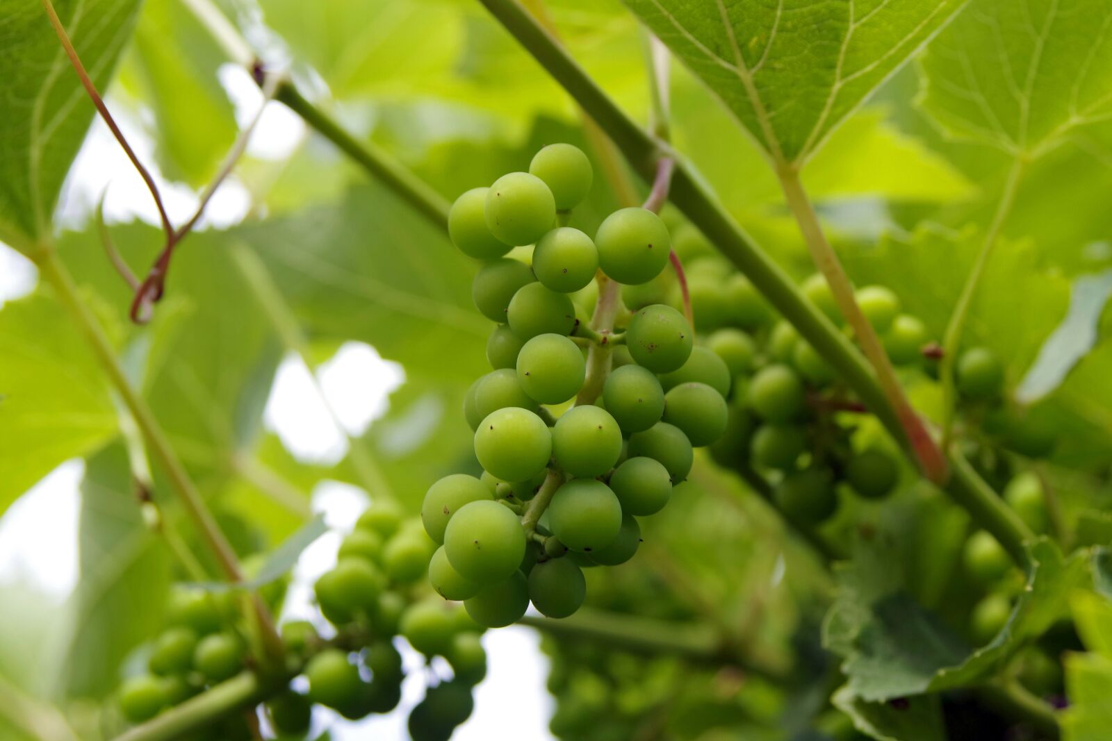 Pentax K-S2 sample photo. Grapes, green, food photography