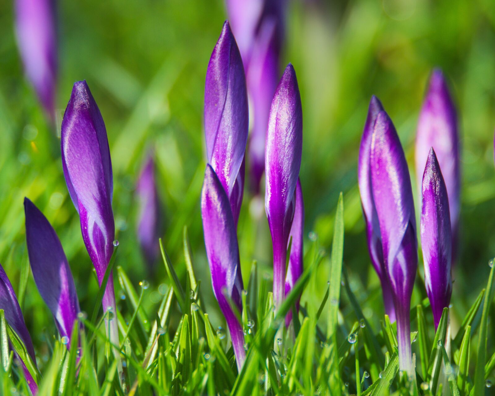 Nikon D3200 sample photo. Spring, crocus, flowers photography
