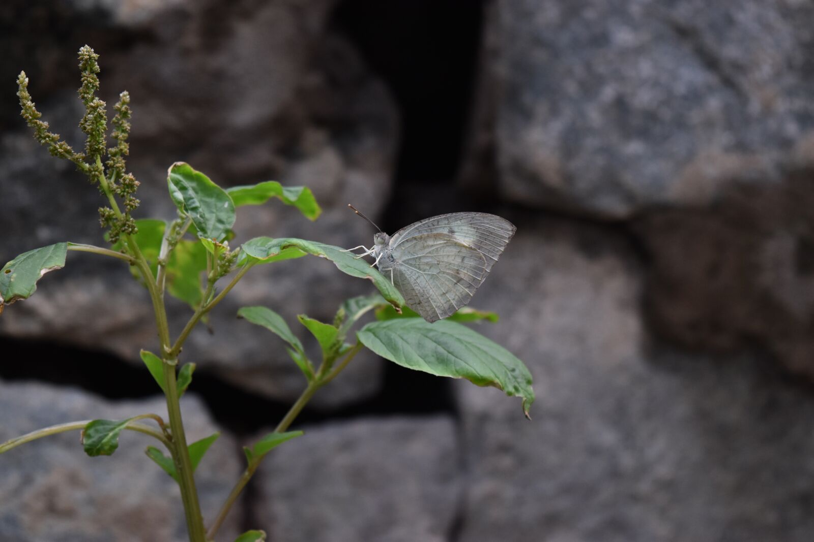 Nikon D5500 sample photo. Butterfly, insect, nature photography