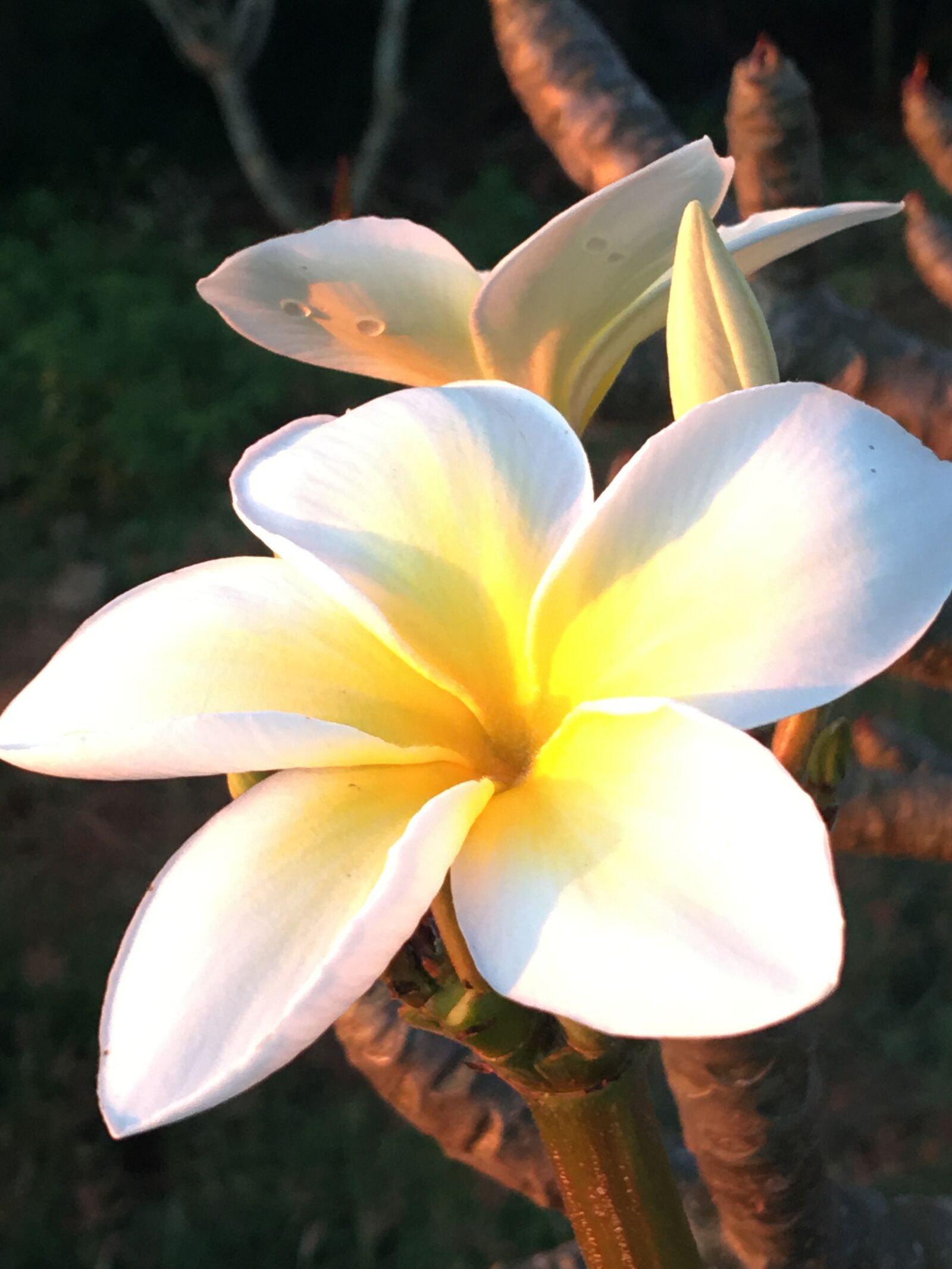 iPhone 6s Plus back camera 4.15mm f/2.2 sample photo. Plumeria, white flower, frangipani photography