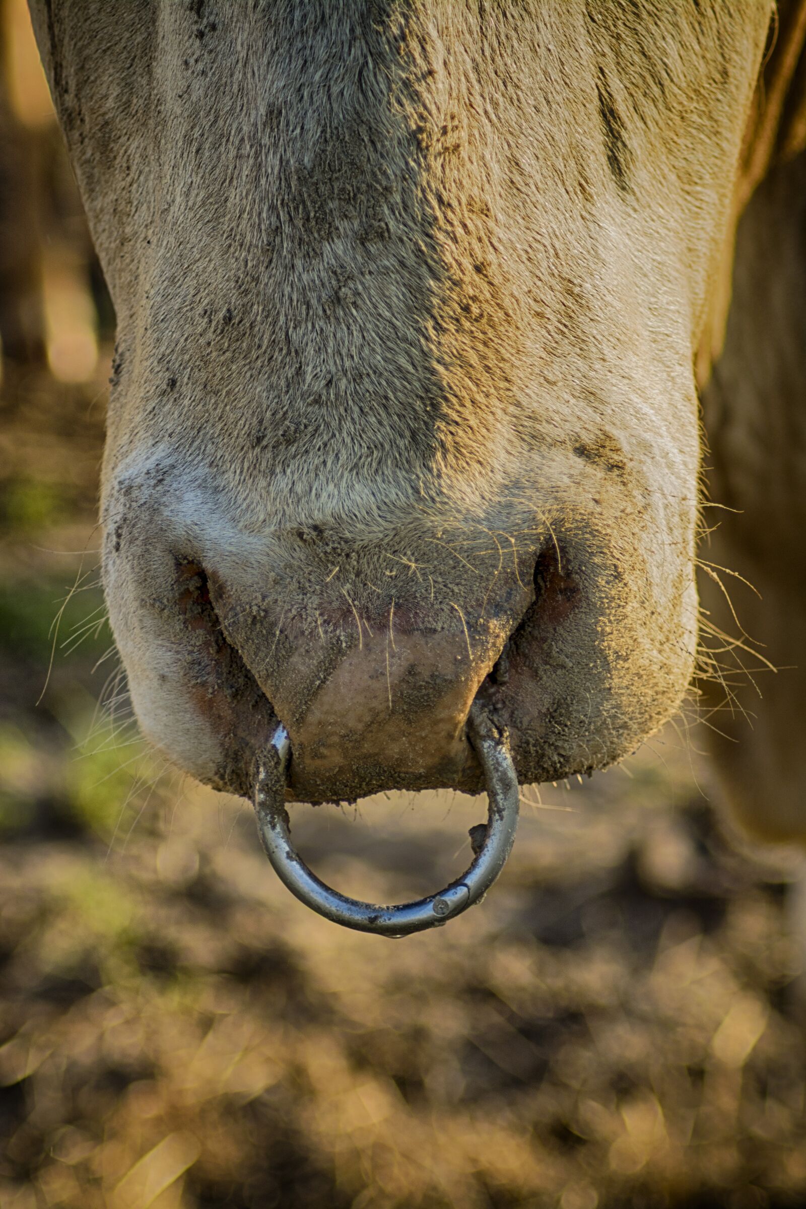 Nikon D7100 sample photo. Animal kingdom, nature, wildlife photography