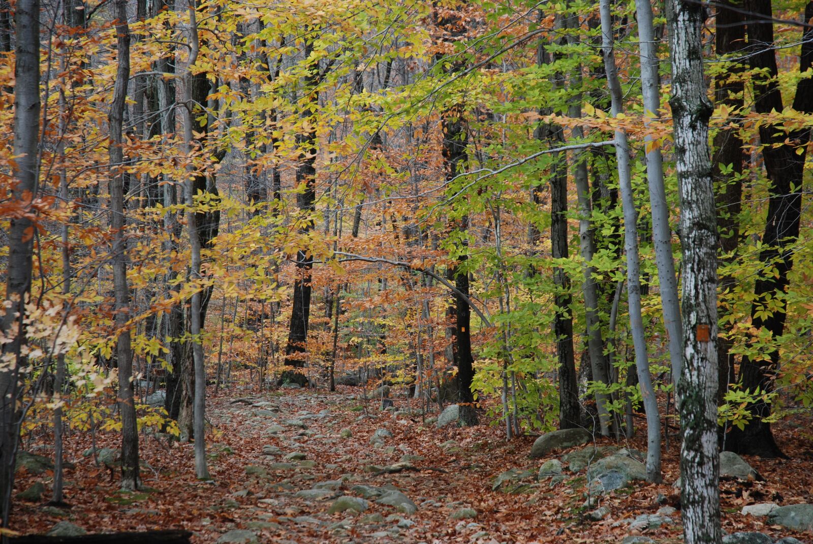 Nikon D80 sample photo. Autumn landscape, trees, forest photography