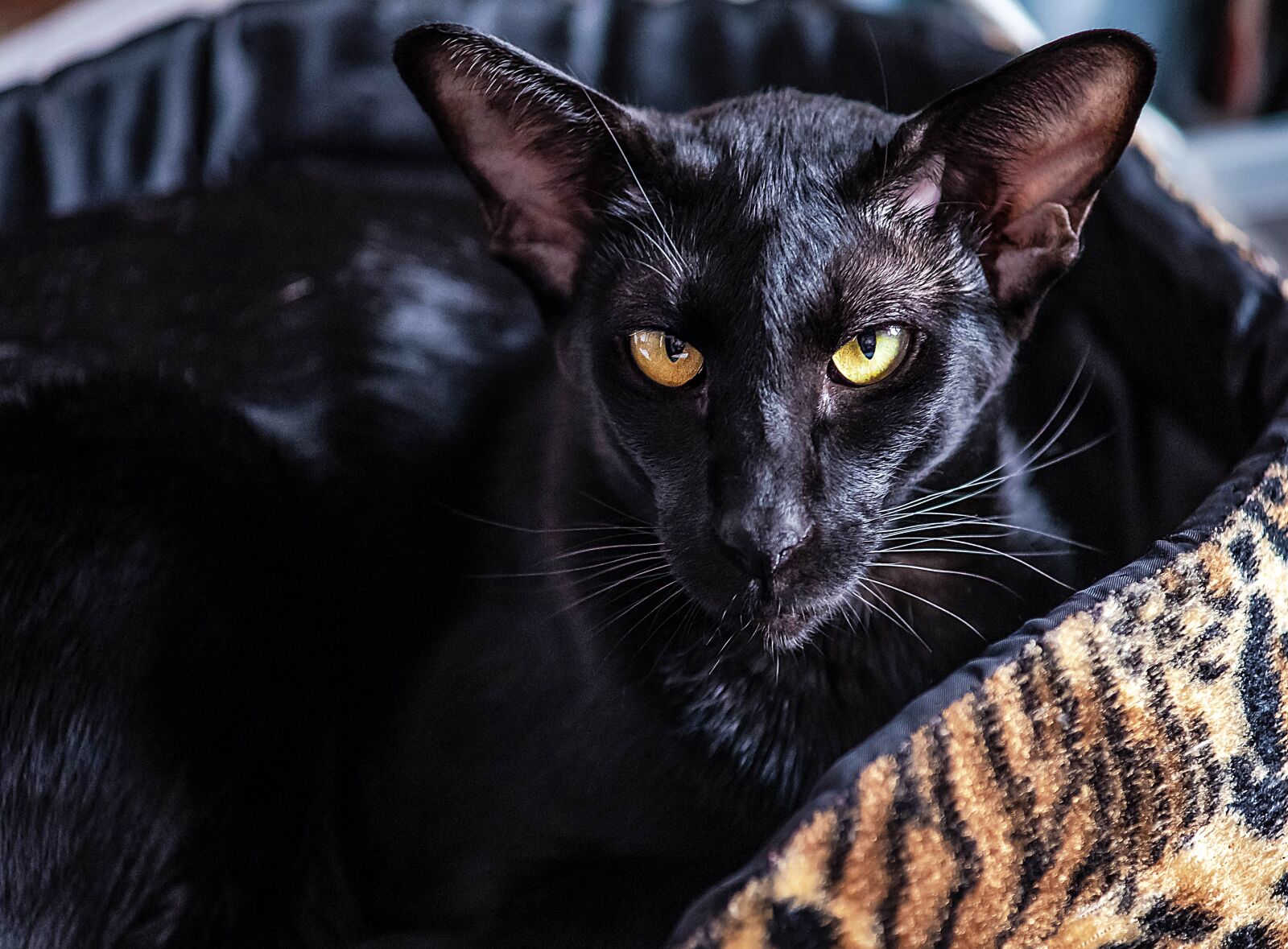 Nikon D750 sample photo. Cat, black, oriental photography