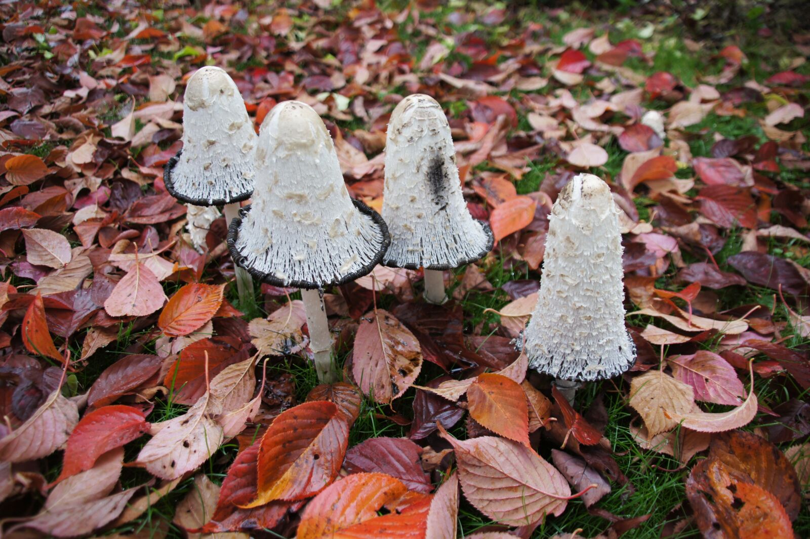 Sony SLT-A33 sample photo. Nature, autumn, comatus photography