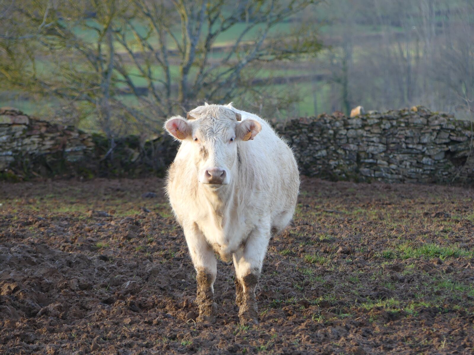 Panasonic Lumix DMC-FZ300 sample photo. Cow, animal, farm photography