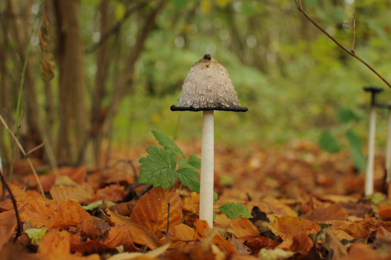 Nikon D5000 sample photo. Nature, mushroom, close up photography