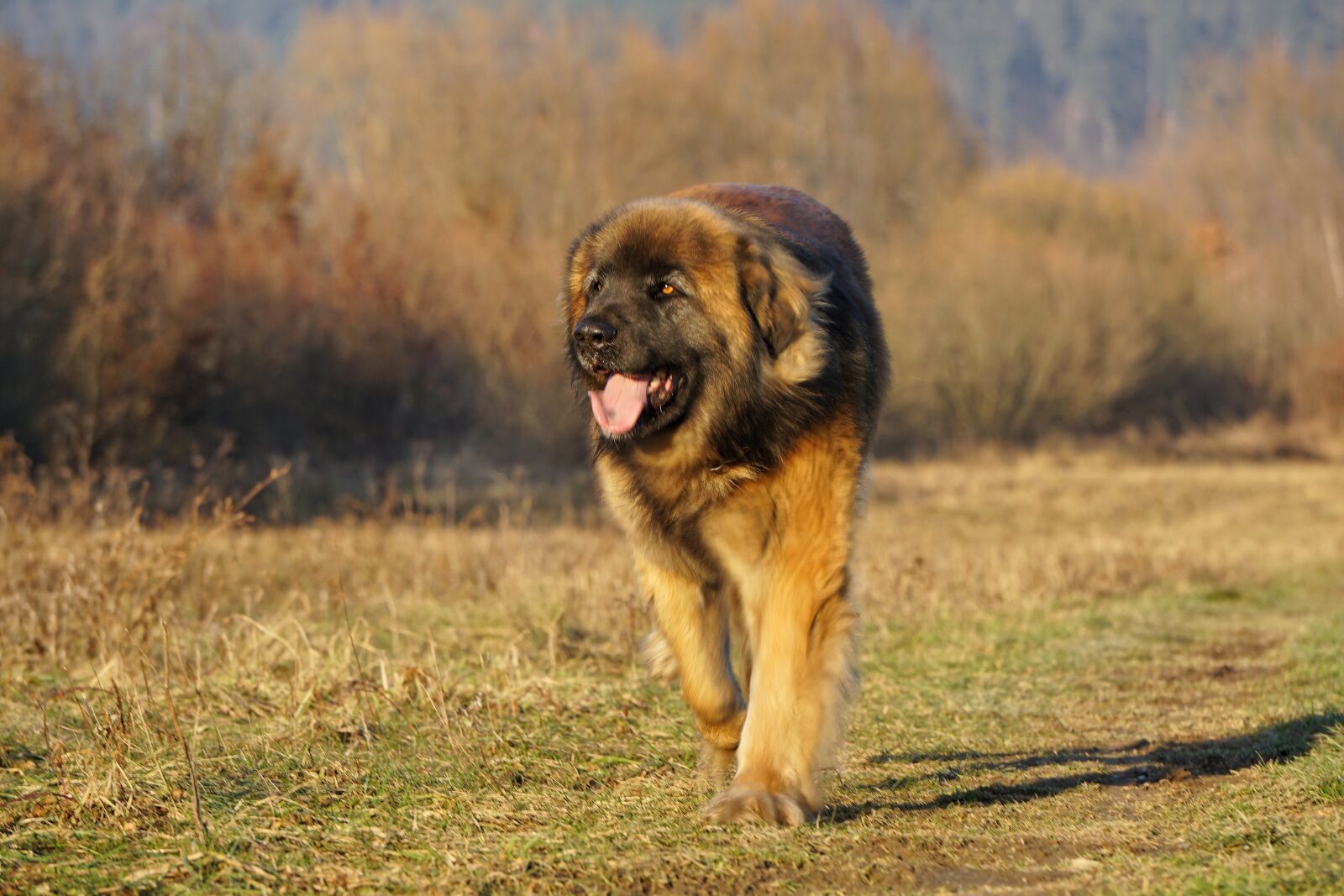 Sony a5100 sample photo. Leonberger, dog, animals photography
